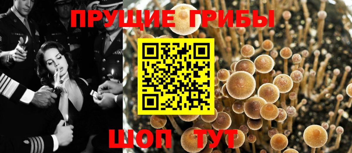 Галлюциногенные грибы Cubensis Заволжье